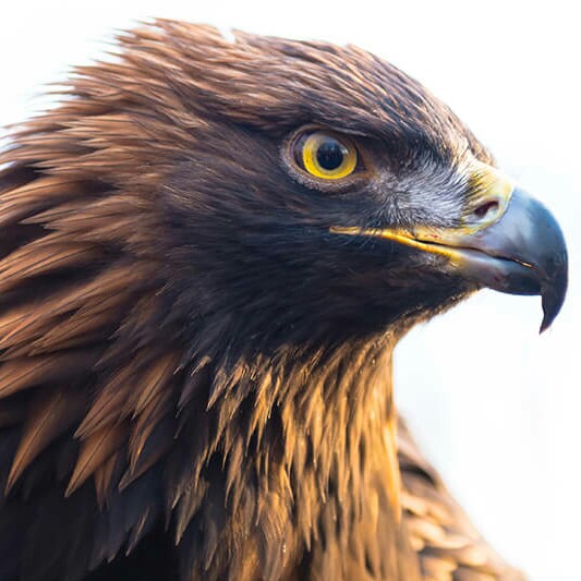 Ep. 1.    WELCOME TO THE SHOW!! THE RAVENS NEST