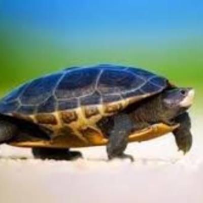 Món quà của rùa