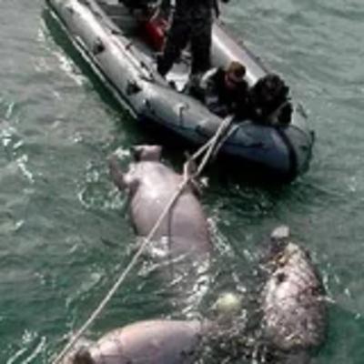 Human impact on dugongs