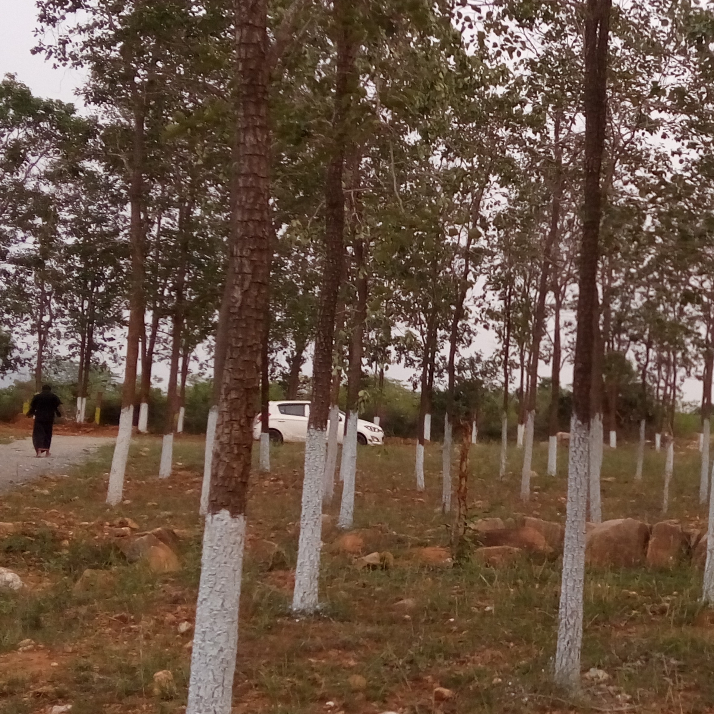 Excellent Oppurtunity to invest in Sandalwood plots in AP.