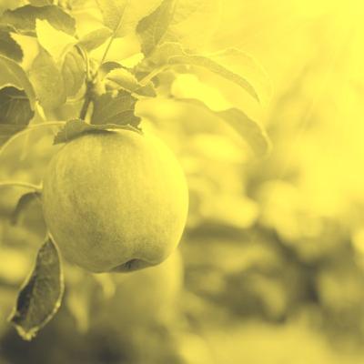 רואים פירות רואים פירות