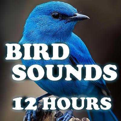 Nature's Bird Rhythm - 12 Hours of Calming Sounds