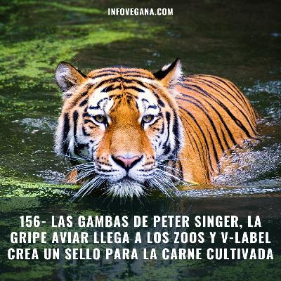 156- LAS GAMBAS DE PETER SINGER, LA GRIPE AVIAR LLEGA A LOS ZOOS Y V-LABEL CREA UN SELLO PARA LA CARNE CULTIVADA | Infov 156- LAS GAMBAS DE PETER SINGER, LA GRIPE AVIAR LLEGA A LOS ZOOS Y V-LABEL CREA UN SELLO PARA LA CARNE CULTIVADA | Infov