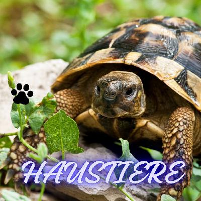 Schildkröten