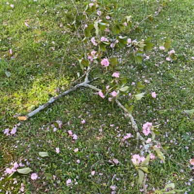 The Apple Tree