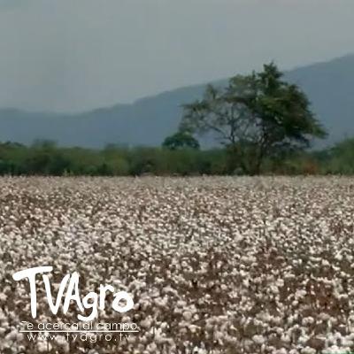 El sector algodonero le apuesta a la reactivación - TvAgro por Juan Gonzalo Angel Restrepo