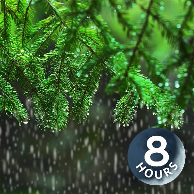 Light Rain in the Woods 8 Hours I Relaxing Rainstorm White Noise for Sleep