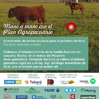 Revisación de toros para próximo servicio. Visitamos Estab. Arroz - Ganadería.
