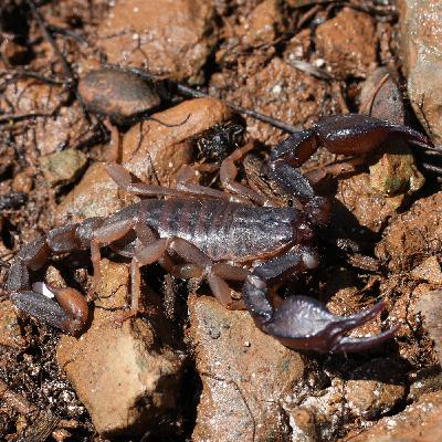 Northern Scorpion Northern Scorpion