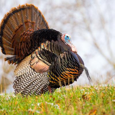 With turkeys on stage, Walz is questioned about fraud in MN