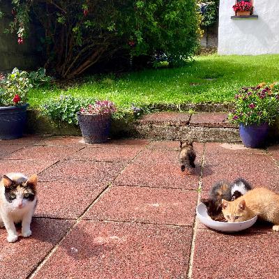 Reservoir Cats