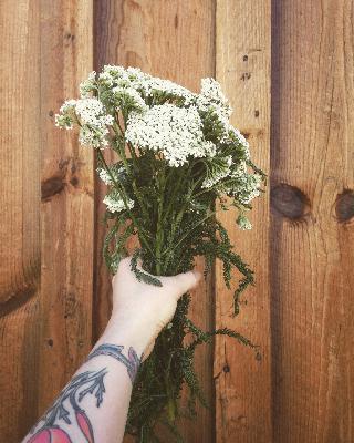 Yarrow and Boundaries – November 12, 2024