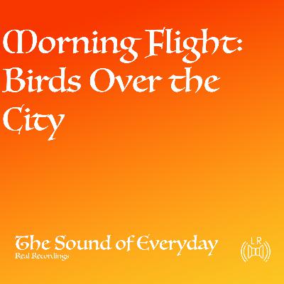 Morning Flight: Birds Over the City (Real Recording) - Ambient City Sounds