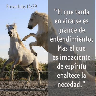 49 - Joyas de Sabiduría - ¿Ha perdido usted los "estribos"? [Proverbios 14:29-30]