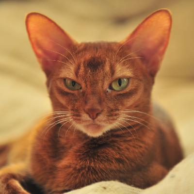 Стройные, элегантные, общительные: превосходные абиссинцы