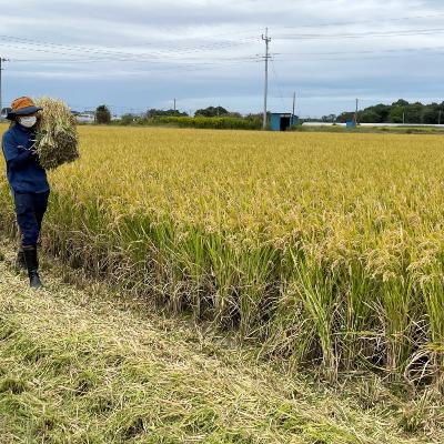 Sự kiện luận bàn - Giá gạo tăng mạnh - Thách thức với nữ tân Thủ tướng Nhật Bản