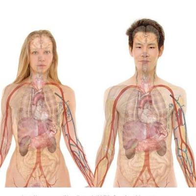 Niveles de organización estructural y sistemas del cuerpo humano