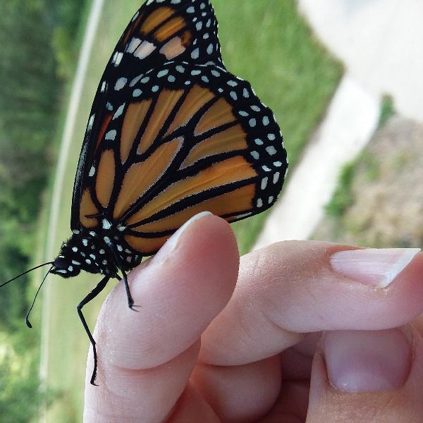 Nature Notes Episode 9 : Meet Cecilia Hagen and Monarchs Nature Notes Episode 9 : Meet Cecilia Hagen and Monarchs