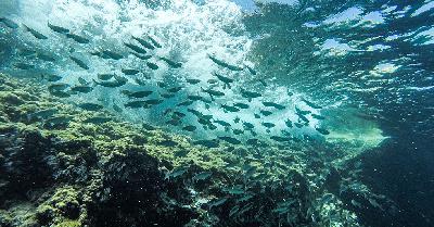 Mare: istruzioni per l'uso