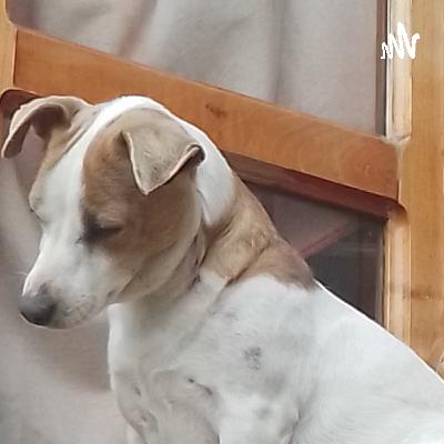 Bañito para tu perro