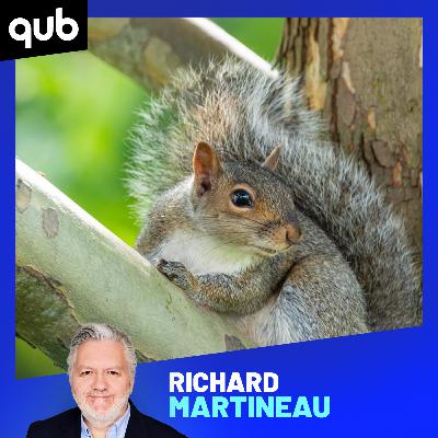 Écureuil-secours: «Malheureusement, il y a un fossé entre nous et les écureuils», dit cette réhabilitatrice