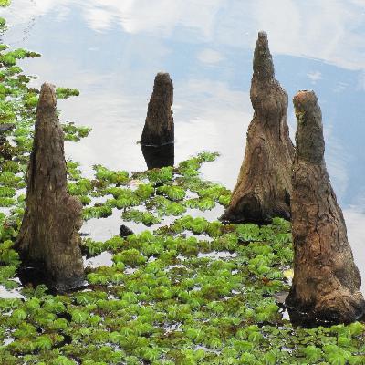 FE3.1 - Nature, by Design? Taking the Neo-Eoscenic Route (Part 1)