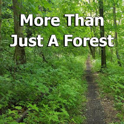 More than just a forest: Our surprisingly diverse eastern ecosystems More than just a forest: Our surprisingly diverse eastern ecosystems