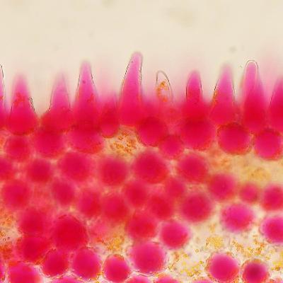Stacey Smith on Flower Color Evolution and Life as a Botanist