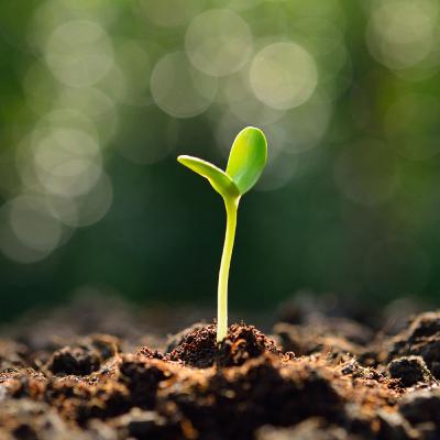 Plants & Fun Facts - Free Bonus Episode