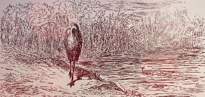 26-《Le Héron 鹭鸶》名著也会有语法错误？