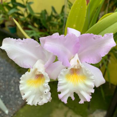 Porque a orquídea que comprei bonita ficou feia ?