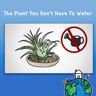The Plant You Don’t Have To Water