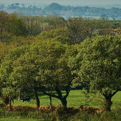 A.E. Housman - A Shropshire Lad 35: On the idle hill of summer