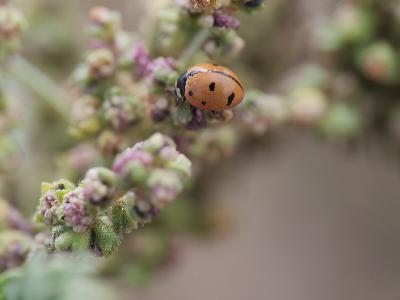 Episode 66: Coccinella novemnotata - The 9-Spotted Ladybug