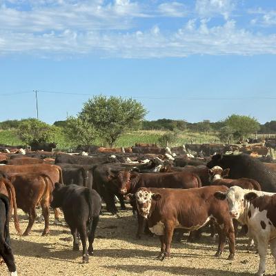 Millonaria estafa en Ráncul: Recuperan 1060 animales en Córdoba Millonaria estafa en Ráncul: Recuperan 1060 animales en Córdoba