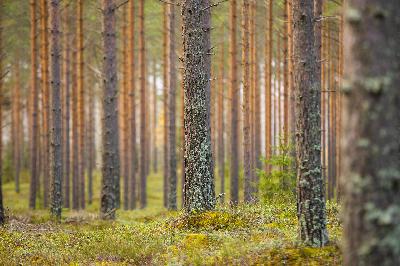 Metsänlannoitukseen jokaisella on syynsä