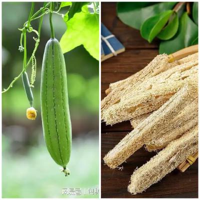 第七百五十八节 丝瓜络--活血通络祛风