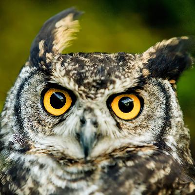 Warum gelten Eulen als weise?