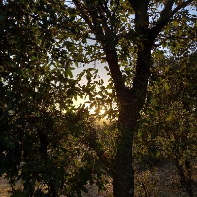 Susarak Ozluyorum | Ahmet Aslan Susarak Ozluyorum | Ahmet Aslan