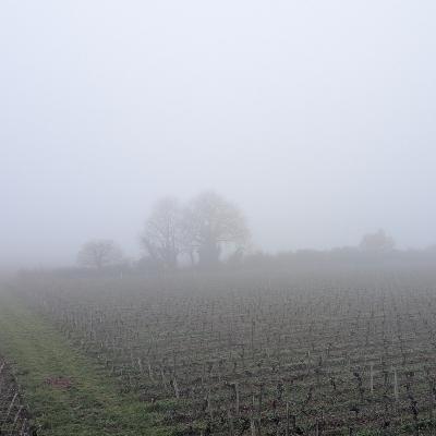 What Kind of Fog Is Bordeaux In?