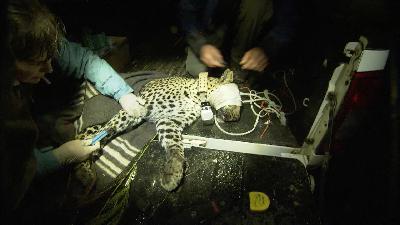 Team Darts a Rare Leopard