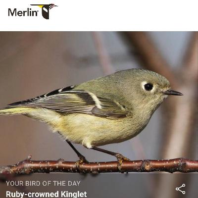 Merlin Bird ID app Ruby-crowned Kinglet