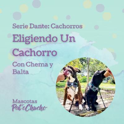 Serie Cachorros: Eligiendo un Cachorro con Chema y Balta
