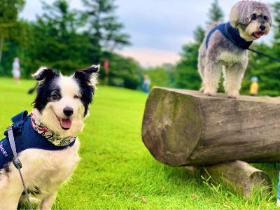 【#97】都内で保護犬「ティオ」と暮らす生活後編▶︎生活初日の「超」リアル from Radiotalk