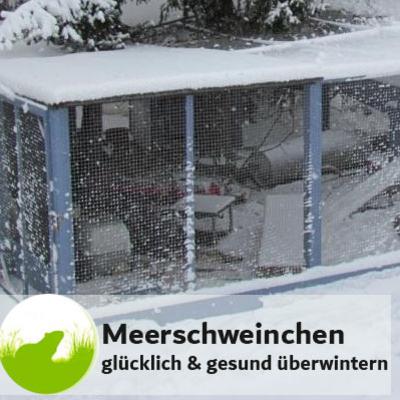 Meerschweinchen glücklich und gesund überwintern Meerschweinchen glücklich und gesund überwintern