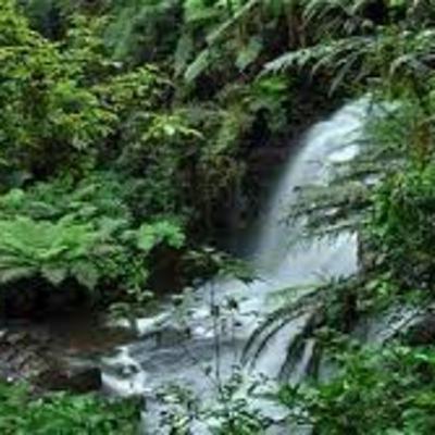 Bioma Mata Atlântica