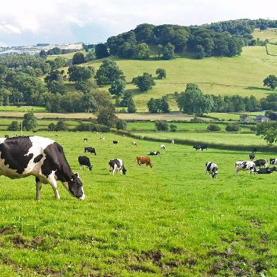 Key actions for 2026 from the National Dairy Conference