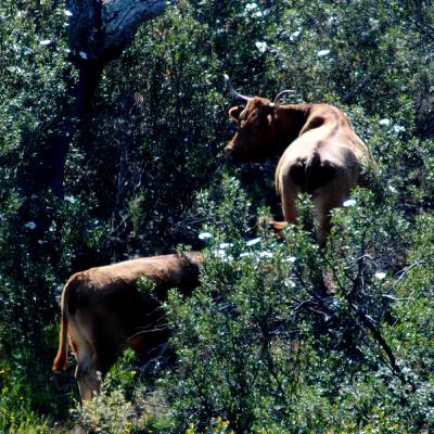 When you can’t see the cows for the trees