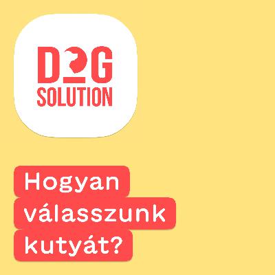 Dog Solution #02 - Hogyan válasszunk kutyát? Boldog kutya, boldog gazda!