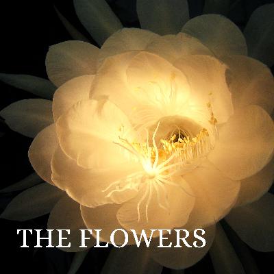67: Patreon Episode 8 - The Flowers